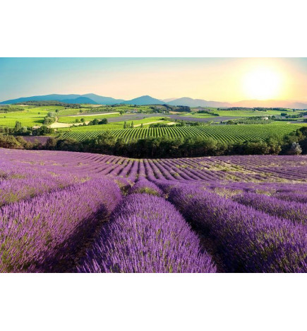Foto tapete - Lavender Field