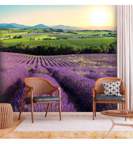 Fototapeta - Lavender Field