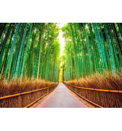 Fototapeet - Bamboo Forest