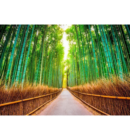 Fototapete - Bamboo Forest