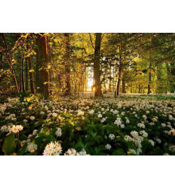 34,00 € Fotobehang - Forest flora