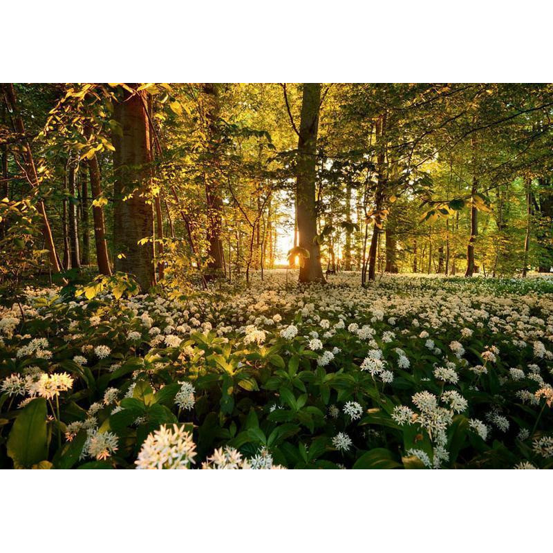 34,00 € Fotobehang - Forest flora