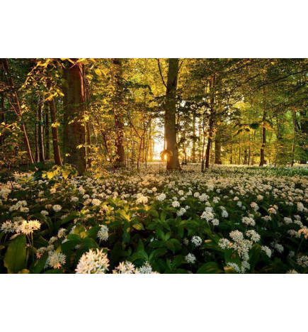 34,00 € Fototapeet - Forest flora
