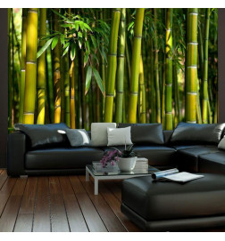 Wall Mural - Asian bamboo forest