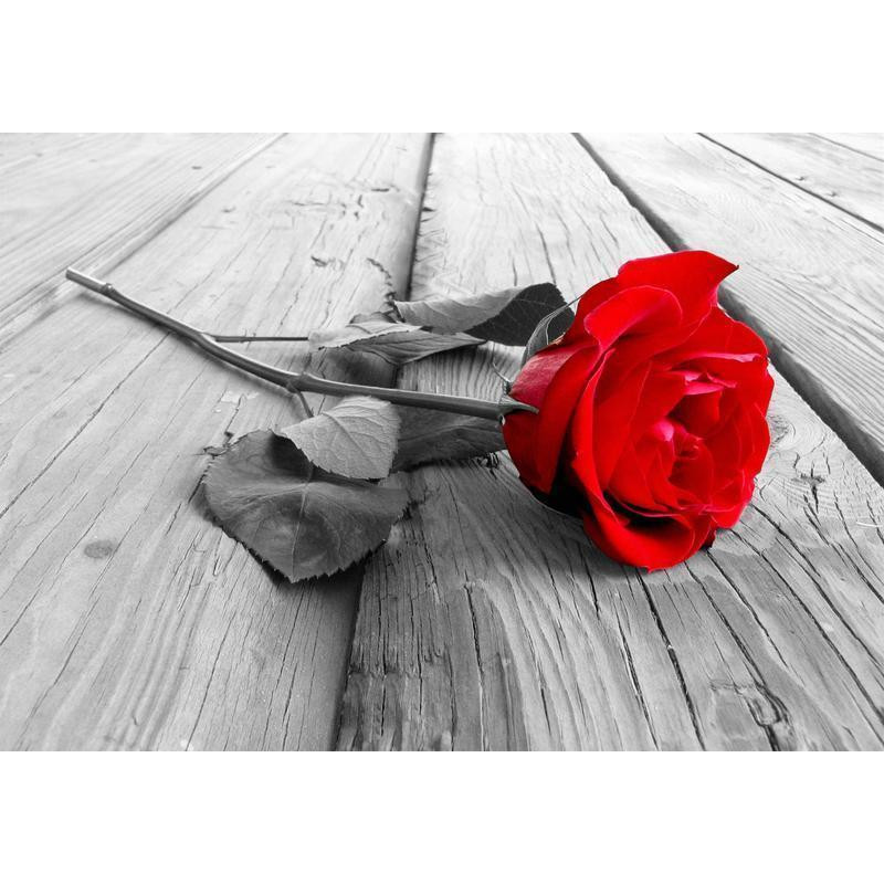 34,00 €Fotomurale con una rosa rossa sul pontile