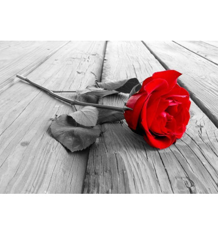 Fotomurale con una rosa rossa sul pontile
