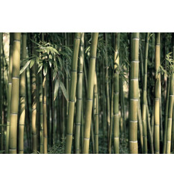 Fototapete - Bamboo Exotic