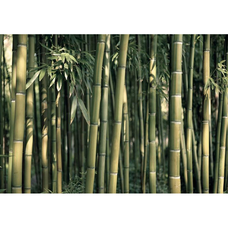 34,00 € Fotobehang - Bamboo Exotic