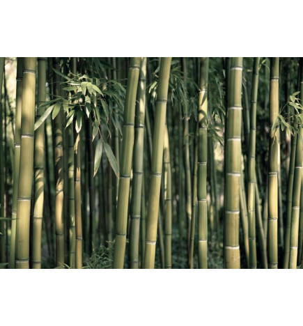 Mural de parede - Bamboo Exotic