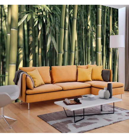 Foto tapete - Bamboo Exotic
