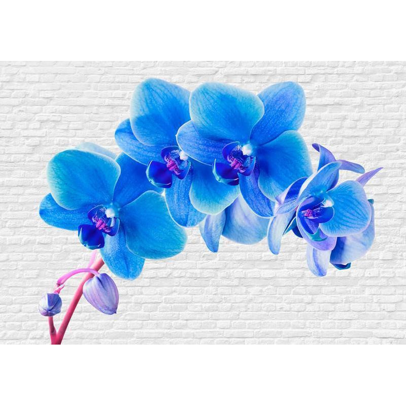 34,00 € Wall Mural - Blue excitation