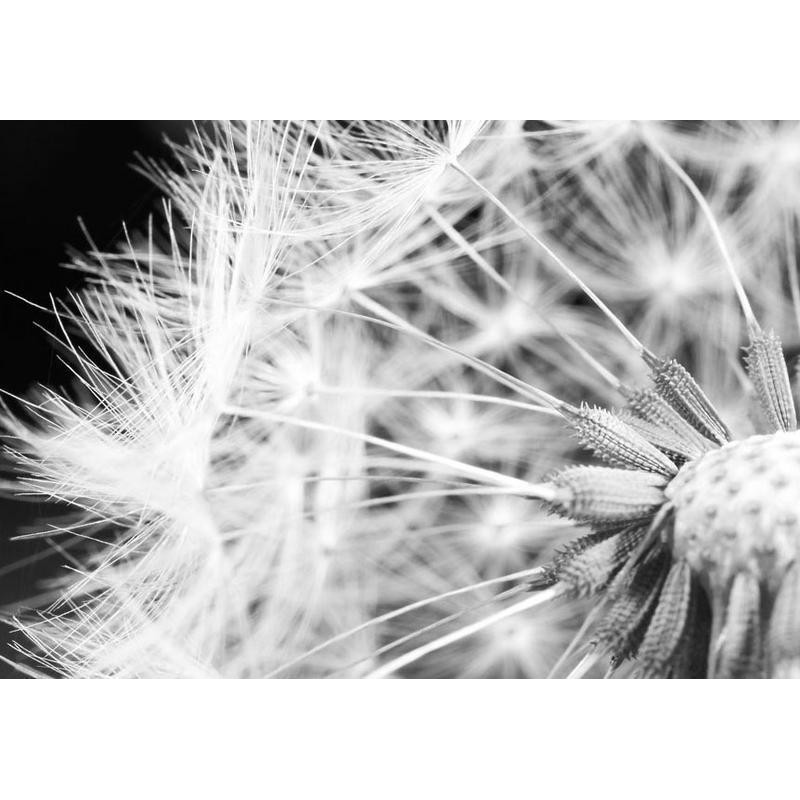 34,00 € Foto tapete - Black and white dandelion