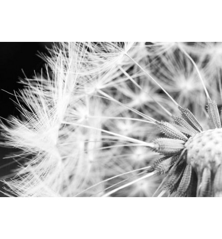 Fotomural - Black and white dandelion