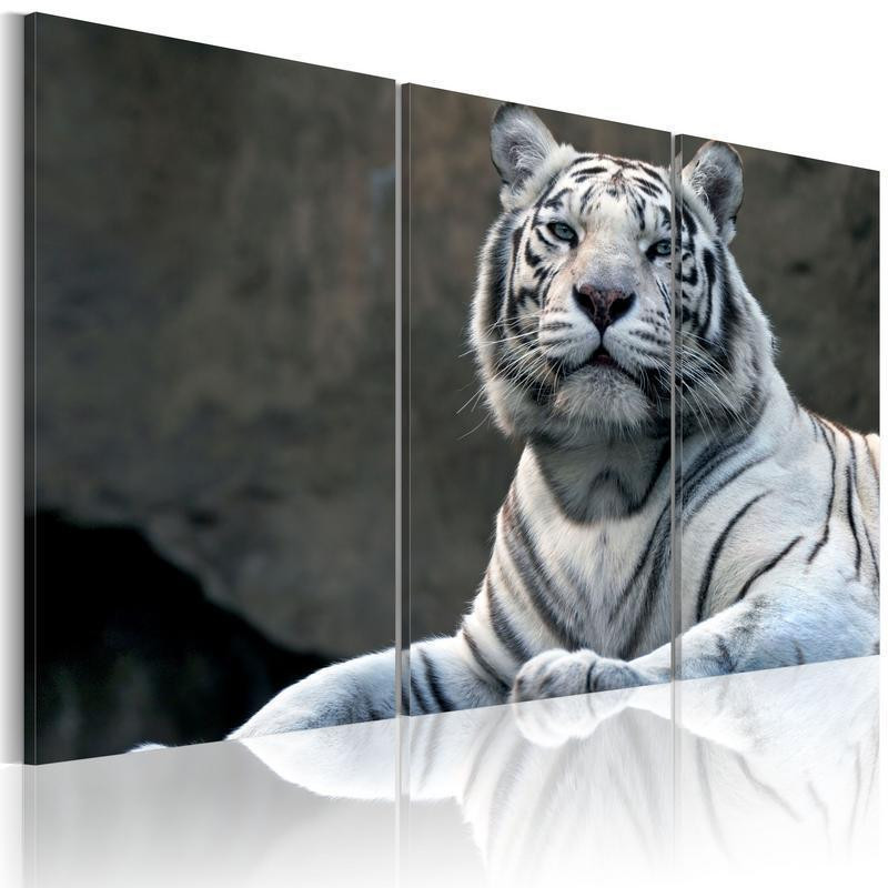 61,90 € Leinwandbild - White tiger
