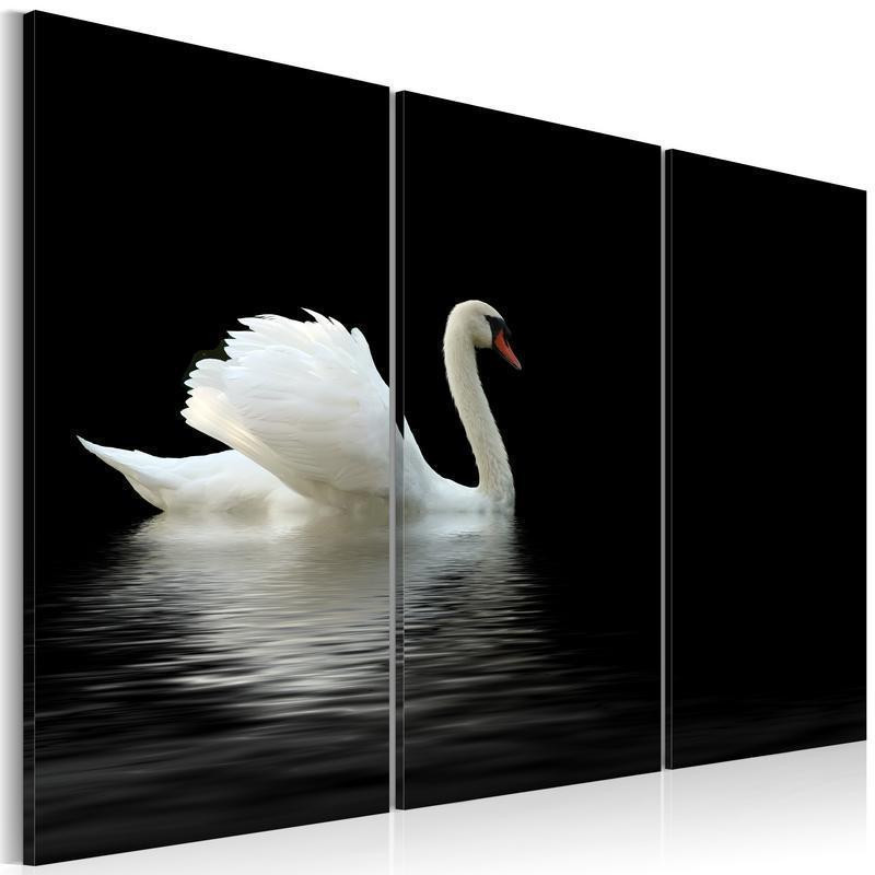 61,90 € Schilderij - A lonely white swan