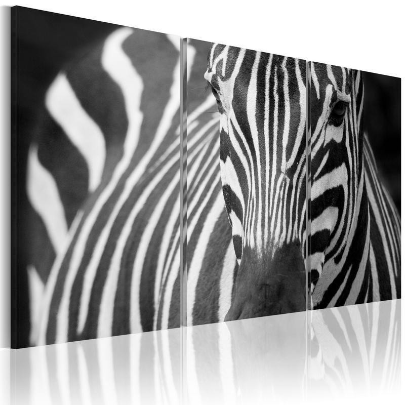 61,90 € Canvas Print - Mrs Zebra