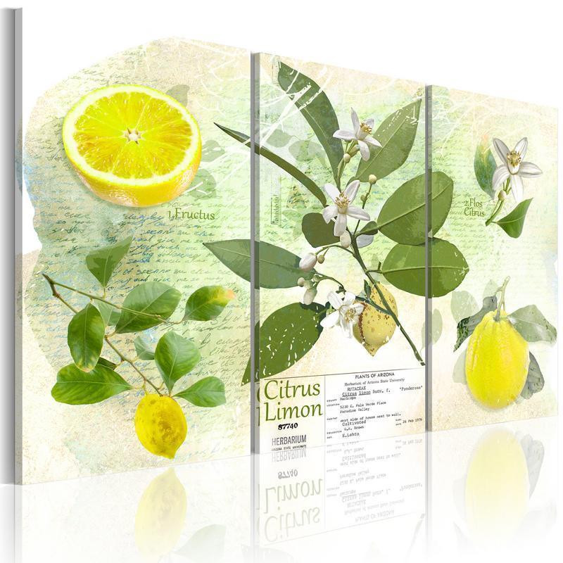 61,90 € Canvas Print - Fruit: lemon