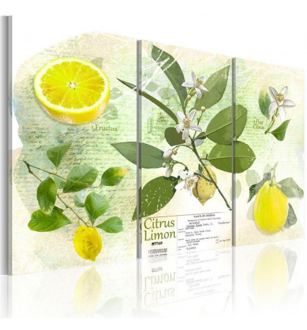 Canvas Print - Fruit: lemon