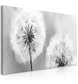 Canvas Print - Fluffy Dandelions (1 Part) Grey Wide