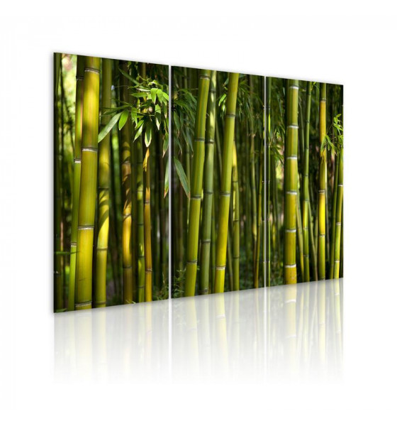 naturaleza - bambú