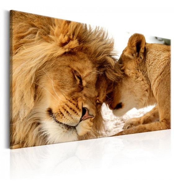 lionesses and lions in love