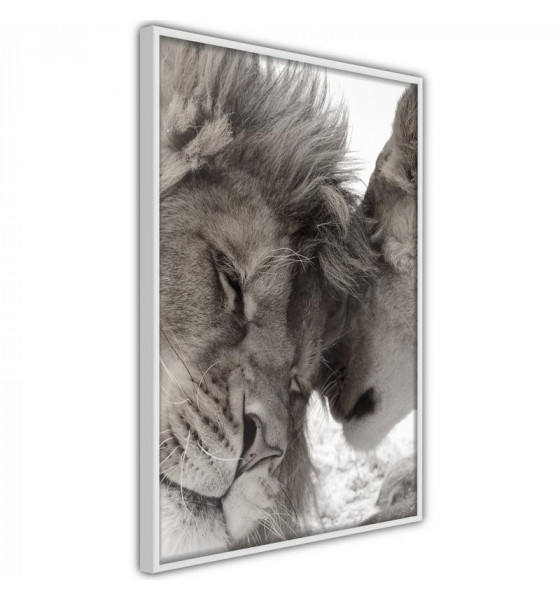 Plakat - Löwen und Tiger