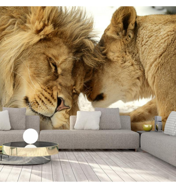 wall murals stickers - lions and lionesses