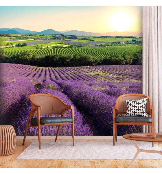 campi fioriti rosa e viola