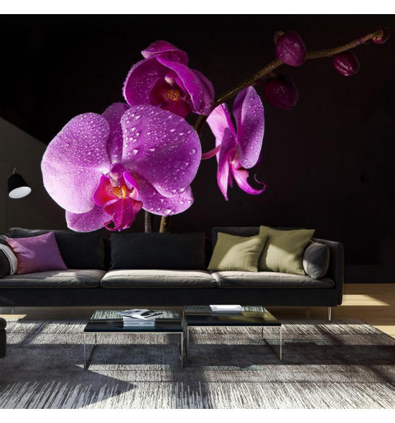 orchidee viola e rosa