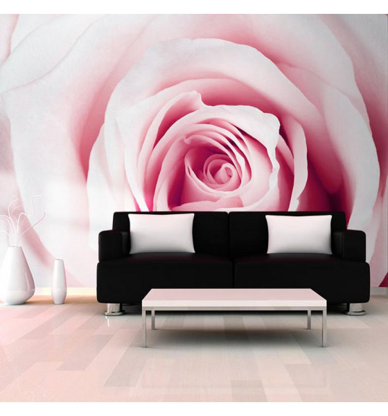 murais de parede de fotos com uma rosa