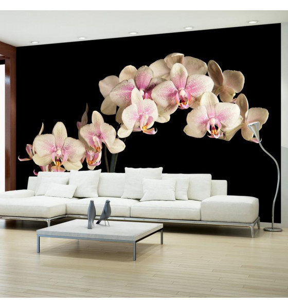 orchidee bianche nella notte