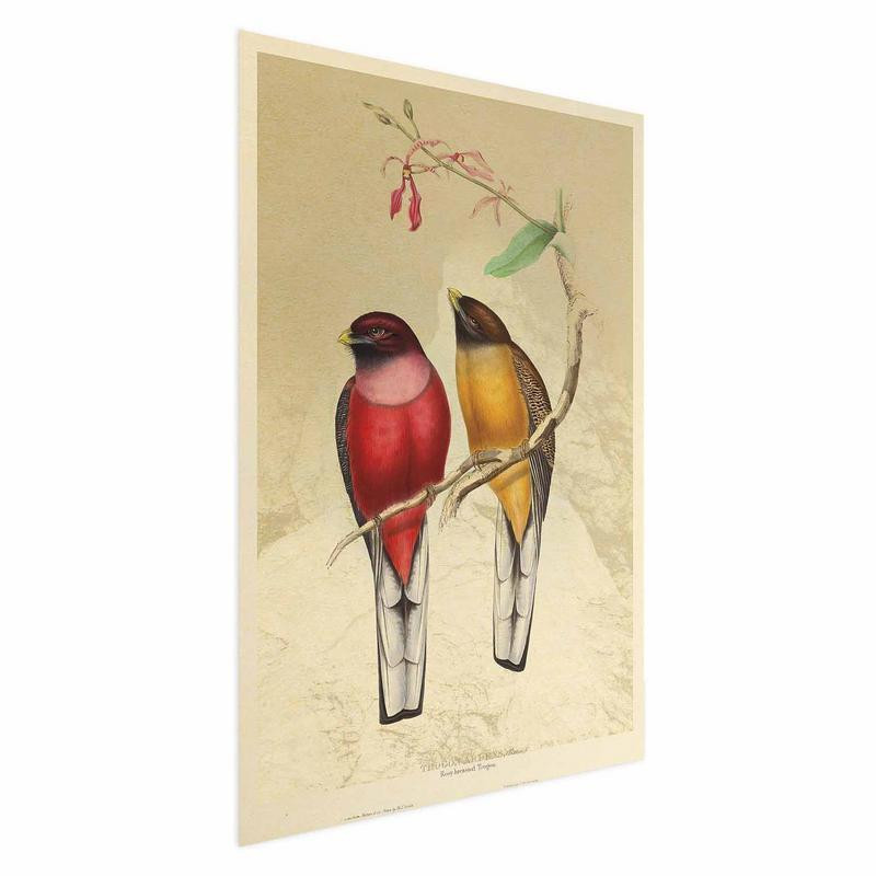 poster con i volatili e i pennuti